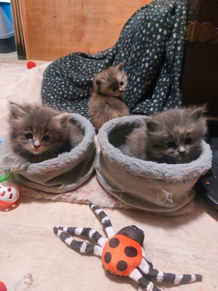 SUPERLIEVE Britse Langhaar/Maine Coon kruising kittens., Dieren en Toebehoren, Katten en Kittens | Raskatten | Langhaar, Meerdere dieren