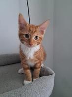 Kittens, Dieren en Toebehoren, Katten en Kittens | Overige Katten, Meerdere dieren
