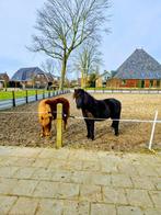 Pension stalling pony aangeboden, Dieren en Toebehoren, Stalling en Weidegang, Weidegang, 1 paard of pony