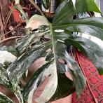 Monstera variegata stek, Ophalen of Verzenden, Overige soorten, Minder dan 100 cm