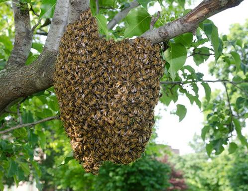 Bijenzwerm, Dieren en Toebehoren, Insecten en Spinnen, Bijen