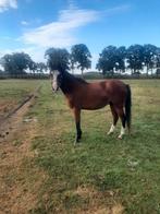 Te koop 2  jarige, C pony  Merrie, Dieren en Toebehoren, Pony's, Merrie, 0 tot 2 jaar, C pony (1.27m tot 1.37m), Gechipt