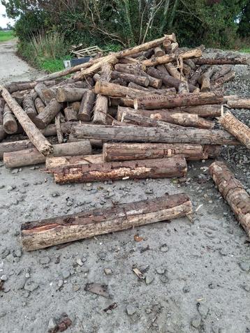 Heikoppen / Haard hout beschikbaar voor biedingen