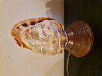 Antieke schelpen lamp - handgesneden camee op houten voet, Antiek en Kunst, Ophalen of Verzenden