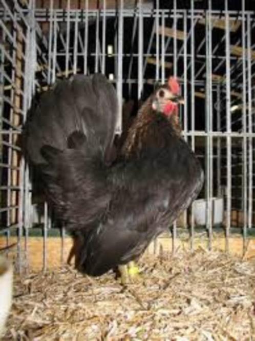 Serama krieltjes, Dieren en Toebehoren, Pluimvee, Kip, Meerdere dieren