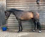 3 jarige dressuurpaard ruin, Dieren en Toebehoren, Paarden, Ruin, Dressuurpaard, 3 tot 6 jaar