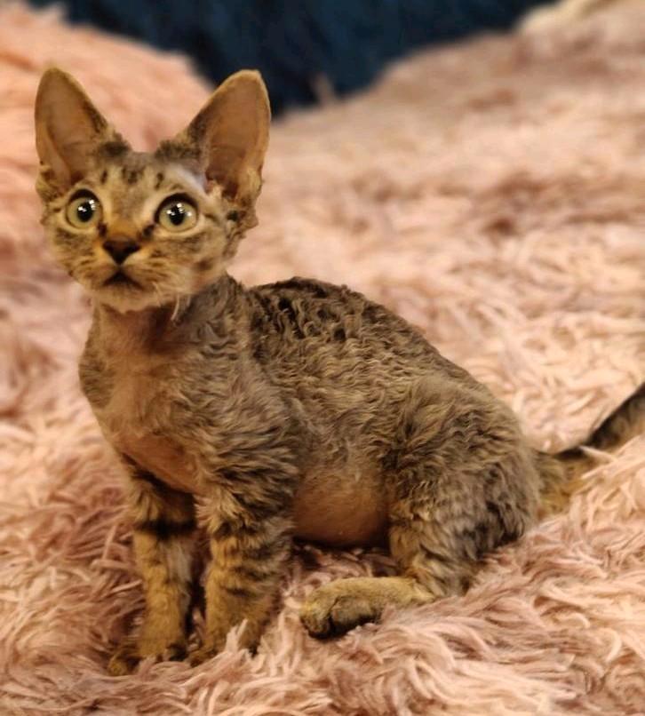 Devon rex kittens Beschikbaar, Dieren en Toebehoren, Katten en Kittens | Raskatten | Korthaar, Kater, 0 tot 2 jaar, Gechipt, Ontwormd