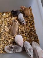 Jonge goudhamsters / syrische hamsters, Dieren en Toebehoren, Knaagdieren, Meerdere dieren, Hamster, Na 1 juli 2024