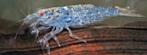 Atyoida Pilipes Filippijnse Waaierhandgarnaal, Dieren en Toebehoren, Vissen | Aquariumvissen, Vis