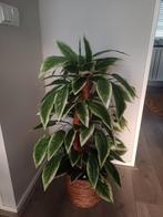 Kunstplant/Boom 90cm - Realistisch en Decoratief, Huis en Inrichting, Kamerplanten, Ophalen of Verzenden