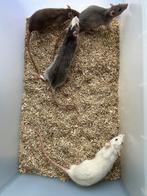 Hand tamme ratjes, Meerdere dieren, Rat, Na 1 juli 2024