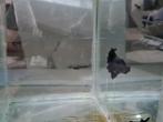 Betta splendens super delta kempvis man, Vis, Zoetwatervis