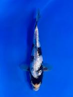 VHQ Tateshita Ginrin Shiro Utsuri 25-30cm Japanse koi, Karper of Koi