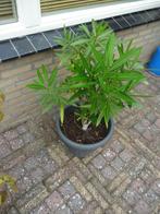 1 plant  namen weet ik niet, Ophalen, In pot, Halfschaduw, Minder dan 100 cm