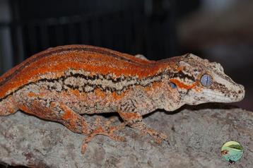 Rhacodactylus auriculatus man beschikbaar voor biedingen