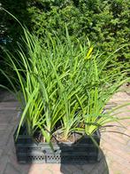 Hemerocallis ‘Stella d’Oro’ Daglelie, Ophalen, Zomer, Volle zon