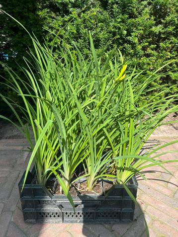 Hemerocallis ‘Stella d’Oro’ Daglelie beschikbaar voor biedingen