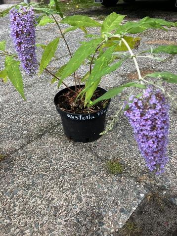 Buddleja davidii Wisteria Lane stekken/vlinderstruik beschikbaar voor biedingen