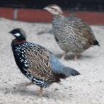 Halsbandfrankolijn haan 2025, Mannelijk, Geringd