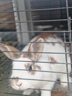 Konijn, Dieren en Toebehoren, Konijnen, Geslacht onbekend, Middelgroot