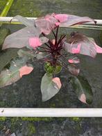 Grote Philodendron Pink princess xl variegata, Huis en Inrichting, Kamerplanten, Ophalen of Verzenden, Overige soorten, Minder dan 100 cm
