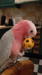 Tamme Rose Kaketoe Pop., Vrouwelijk, Papegaai, Geringd
