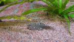 Sewellia lineolata, Dieren en Toebehoren, Vis