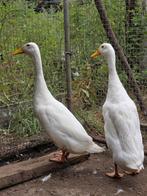 Twee witte fleseenden, Dieren en Toebehoren, Pluimvee, Mannelijk, Eend
