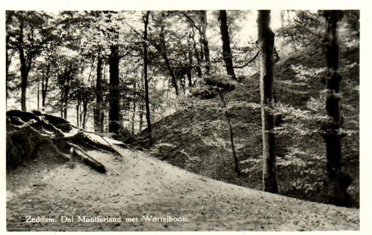 Zeddam, Dal Montferland met Wortelboom - 1956 gelopen, Verzamelen, Ansichtkaarten | Nederland, Ongelopen, Gelderland, Voor 1920
