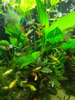 Guppen, Vis, Zoetwatervis, Schoolvis