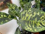 Grote dieffenbachia, Overige soorten, Minder dan 100 cm, Halfschaduw, Ophalen