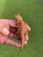 Jonge baardagaam, Dieren en Toebehoren, Reptielen en Amfibieën, Amfibie, 0 tot 2 jaar