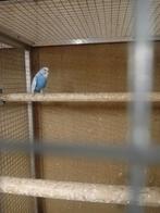 Blauwe spangle grasparkiet man