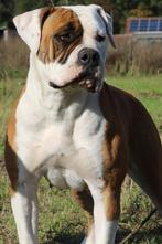 Standaard Amerikaanse bulldog pups met stamboom verwacht, Dieren en Toebehoren, Honden | Bulldogs, Pinschers en Molossers, België