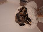 Goed huis gezocht voor deze prachtige poes., Dieren en Toebehoren, Katten en Kittens | Overige Katten, Poes, Kortharig, 3 tot 5 jaar