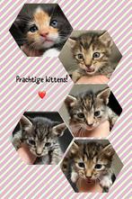 Prachtige kittens!, Dieren en Toebehoren, Katten en Kittens | Raskatten | Korthaar, Geslacht onbekend, Ontwormd, 0 tot 2 jaar