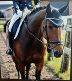 Brave paard te koop, Dieren en Toebehoren, Paarden