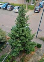 Echte Kerstboom Spar Dennenboom, Tuin en Terras, Planten | Bomen, Ophalen, Bloeit niet, Overige soorten, 400 cm of meer
