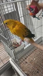 Jonge tamme Goudparkiet man met DNA en getest op alle ziekte, Dieren en Toebehoren, Vogels | Parkieten en Papegaaien, Mannelijk
