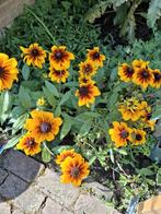 Rudbeckia cappuccino, Ophalen of Verzenden, Volle zon