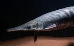 Atractosteus tropicus Tropical gar adult, Dieren en Toebehoren, Vissen | Aquariumvissen, Vis, Zoetwatervis
