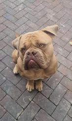 American Bully, Rabiës (hondsdolheid), Reu, 1 tot 2 jaar, Bulldog