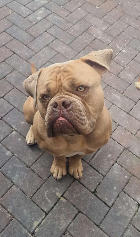 American Bully, Dieren en Toebehoren, Honden | Bulldogs, Pinschers en Molossers, Reu, Bulldog, Particulier, Eén hond, Nederland