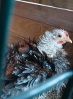 Cochin kriel krulveer haantje, Dieren en Toebehoren, Pluimvee, Mannelijk, Kip