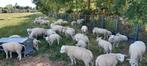 Dekrammen ARR/ARR, Dieren en Toebehoren, Schapen, Geiten en Varkens, Mannelijk, Schaap