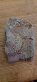 Fossiel in steen 1, Verzamelen, Ophalen of Verzenden, Fossiel