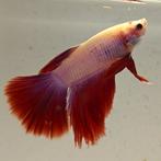 Betta splendens man 69, Dieren en Toebehoren, Vis