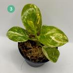 Philodendron Green Congo Variegated, Huis en Inrichting, Verzenden, Halfschaduw, Minder dan 100 cm