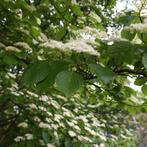 Cornus controversa - Pagodekornoelje, Ophalen, Overige soorten, Minder dan 100 cm