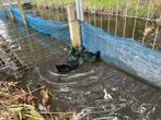 Koppels cayuga eenden, Dieren en Toebehoren, Pluimvee, Meerdere dieren, Eend